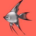 PTEROPHYLLUM (AngelFish)