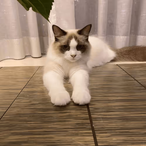 Untitled Collection #253495087