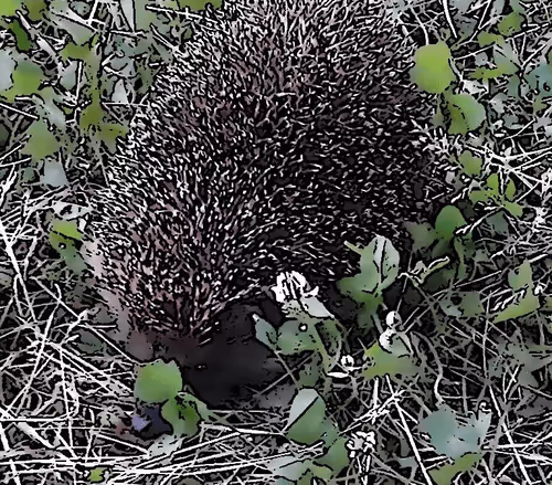 different nft things