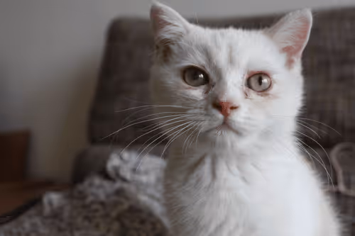 Untitled Collection #88598287