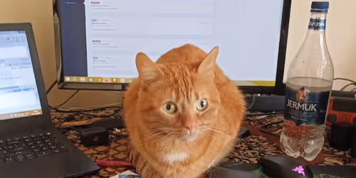 Item #74885386125841679683657863817676557915419392690100599251571086912105752821761 Media