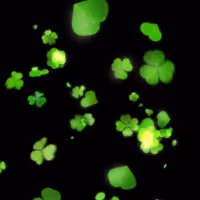 haohaohao Collection