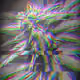 12950099709136304876042672286196526748474621727886756326400879582539474272257