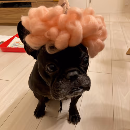 Untitled Collection #449152702