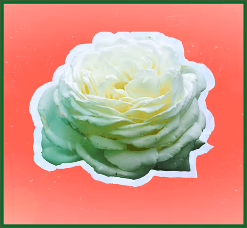 Untitled Collection #135760116