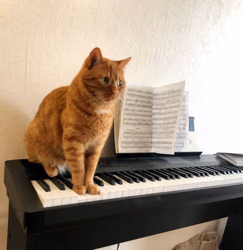 Item #74885386125841679683657863817676557915419392690100599251571086929697938866177 Media