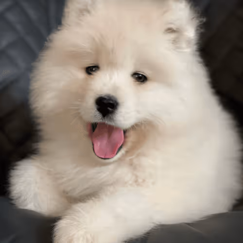 Untitled Collection #42085017