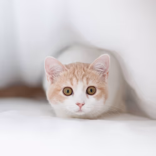 Untitled Collection #30014578