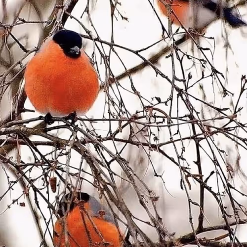 Untitled Collection #153817032