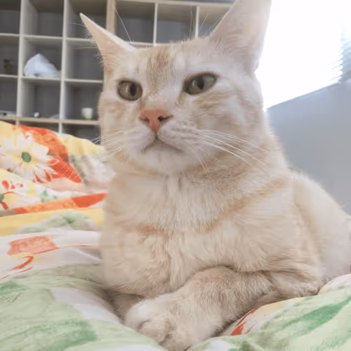 Untitled Collection #81950929