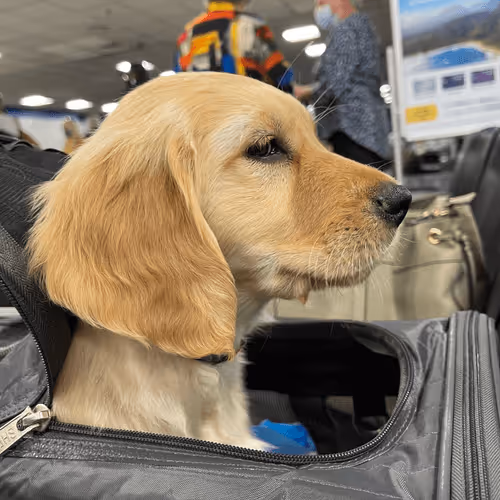 Untitled Collection #156356092