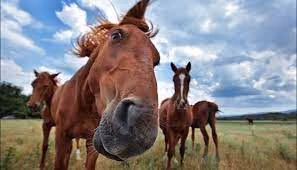 horses