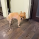 Doggy