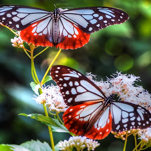 The flowers