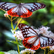 The flowers