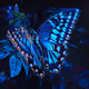 Blue Butterfly