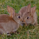 Rabbits2 V2