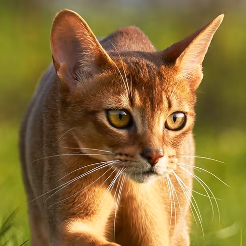 Abyssinian