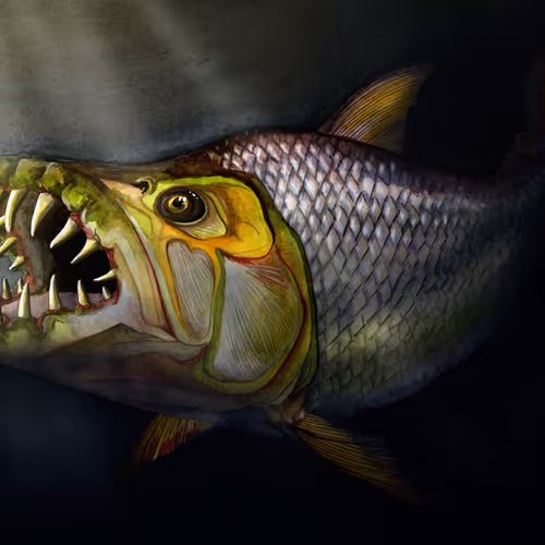 Fish