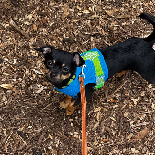Dog Pics