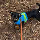 Dog Pics