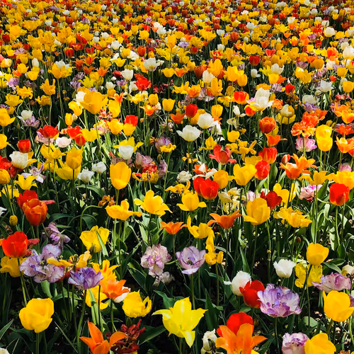 Flowers