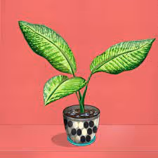 Plant_Collection
