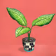 Plant_Collection