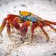 scorpio
