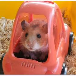 hamincar