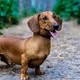 Butterdog