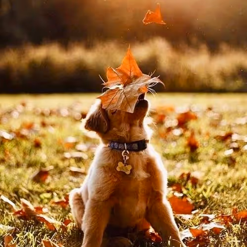 love8.lens-Collect-1098