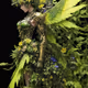 Machine Angel 2nd/TYPE_Yellow Green_Plant