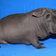 pig10