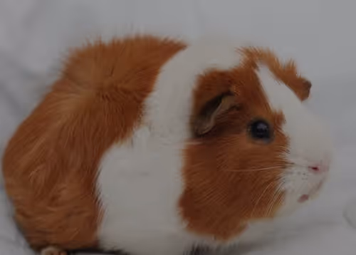 Item #80879840001451919384001045261058892020911433267621717443310830747649 Media