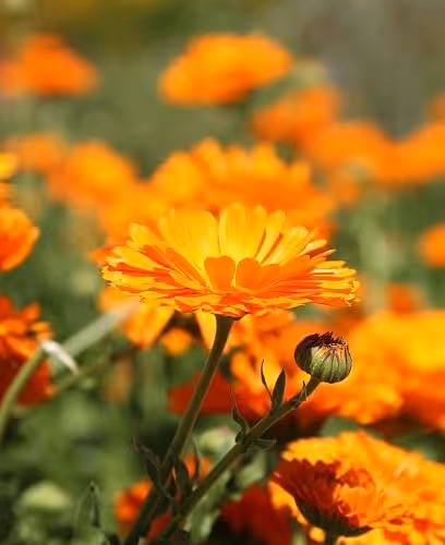 azpar.lens-Collect-140