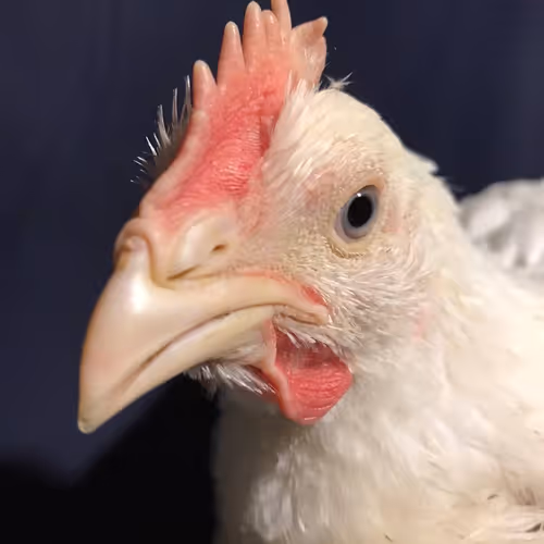 Chicken #1