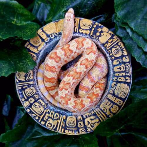 Snake