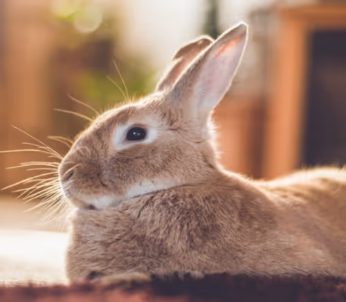 Rabbits - ut86hXEOwV