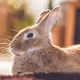 Rabbits - ut86hXEOwV