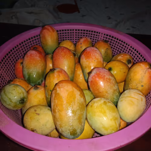 Mango