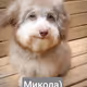 mikola