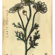 Botanicals Postcards