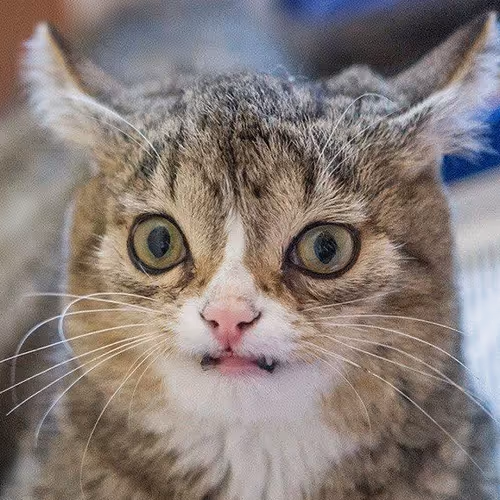 CrazyCat