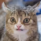 CrazyCat