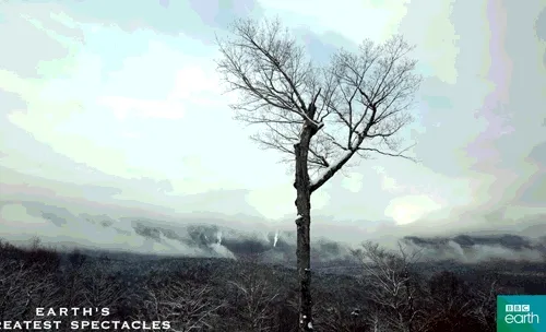 0xcryptopunk.lens-Collect-418