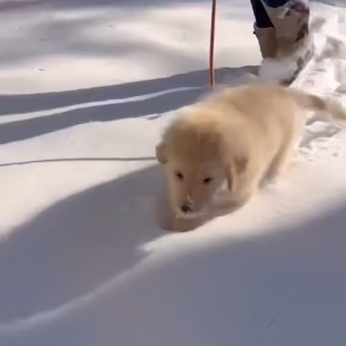 xbtvladimir.lens-Collect-69