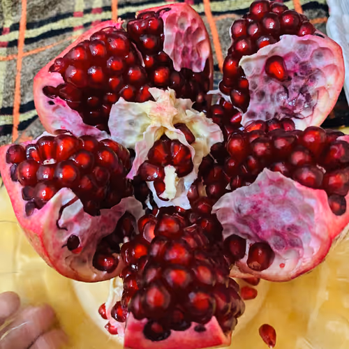 burn1.lens-Collect-611