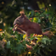 Squirl Neighborhood