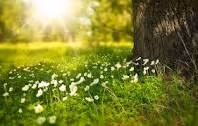 grass